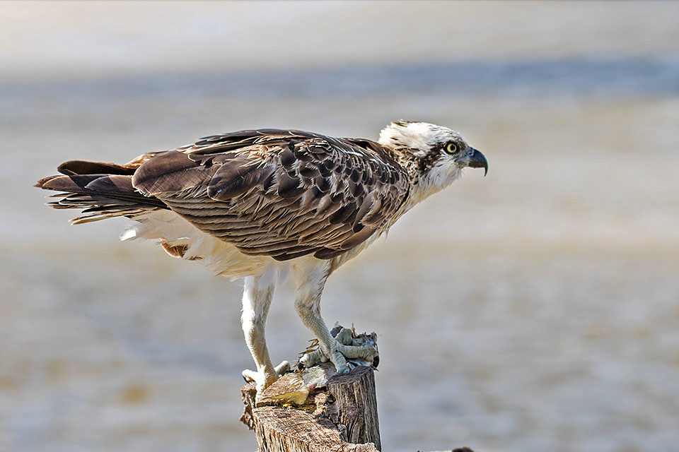 Eastern Osprey (Pandion cristatus)